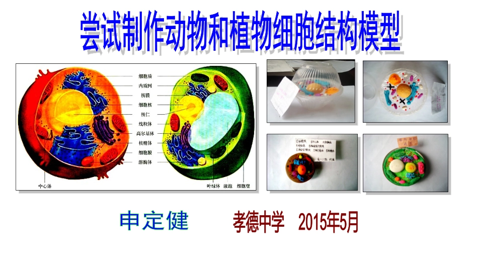 申定健——尝试制作植物和动物结构模型_第1页