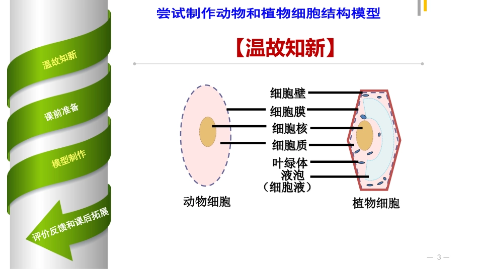 申定健——尝试制作植物和动物结构模型_第3页