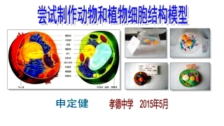 申定健——尝试制作植物和动物结构模型