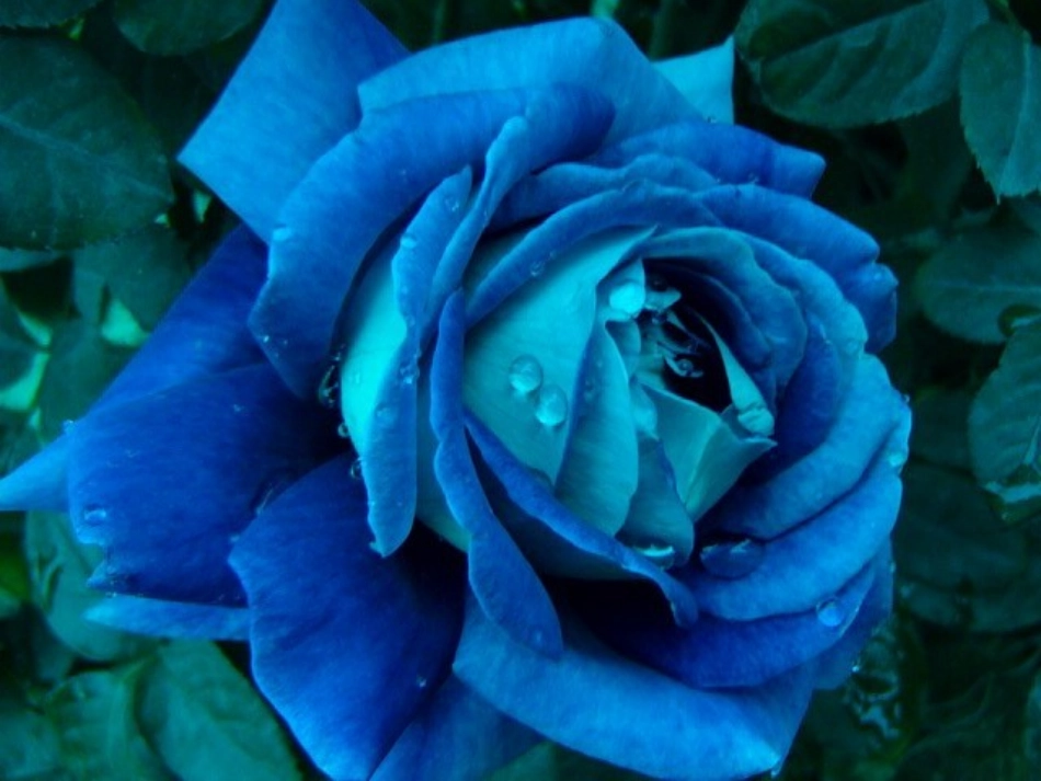 《小鹿的玫瑰花》课件 ()_第3页