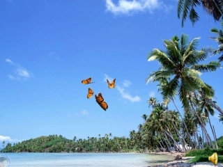 彩色的翅膀PPT课件[