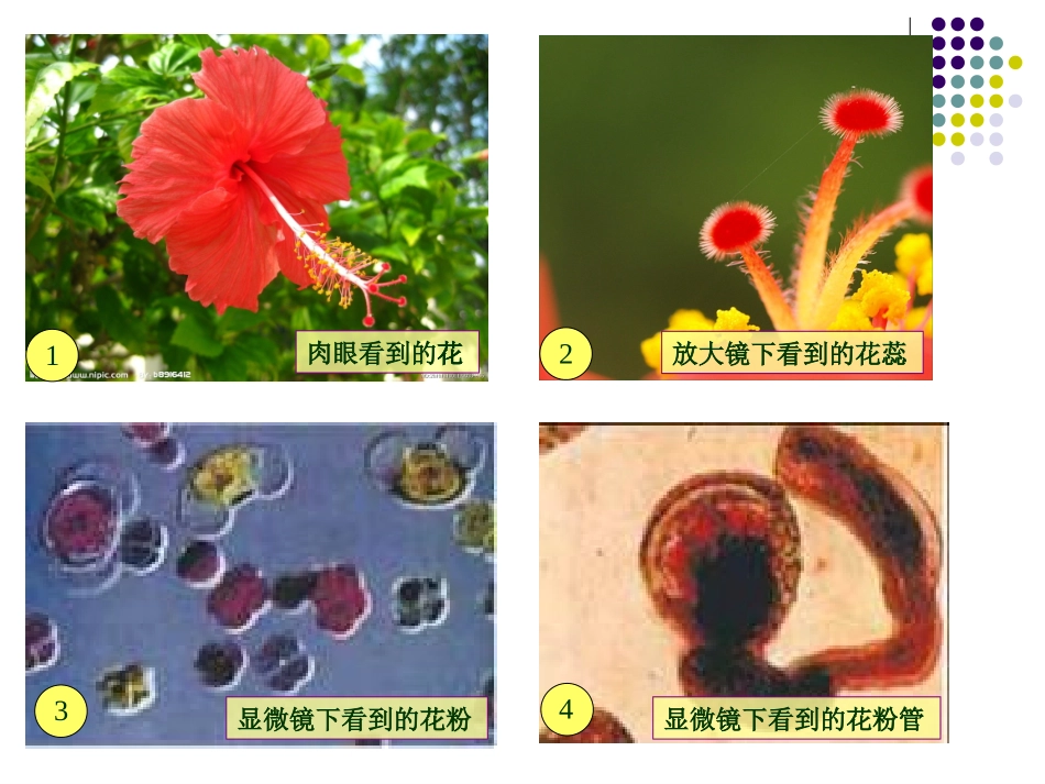 教科版小学科学六下第一单元复习课_第2页