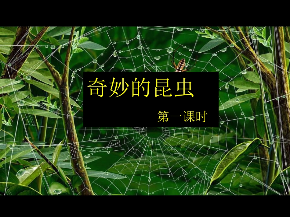 奇妙的昆虫第1课时_第1页