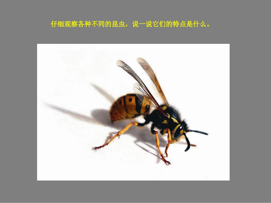 奇妙的昆虫第1课时_第2页