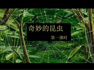 奇妙的昆虫第1课时