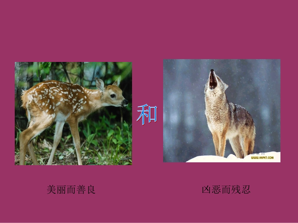 《鹿和狼的故事》_第2页