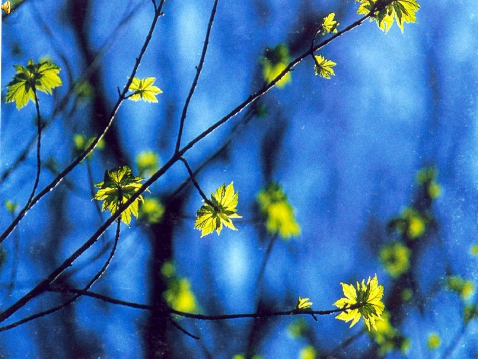 《一粒种子》--小学语文_第1页