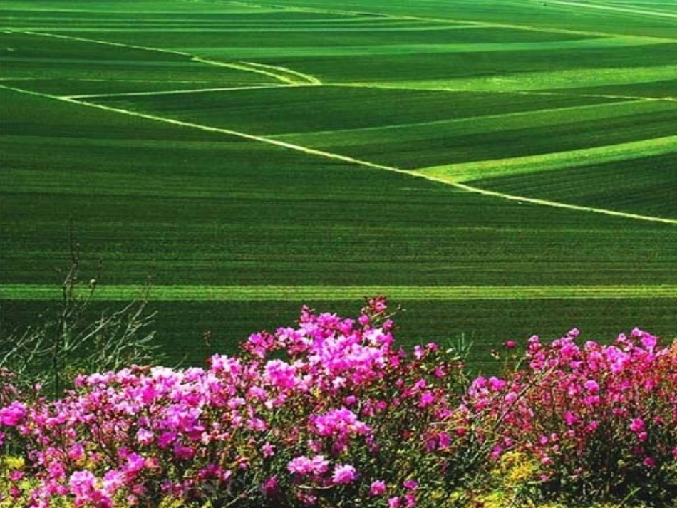 《一粒种子》--小学语文_第2页