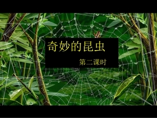 奇妙的昆虫第2课时