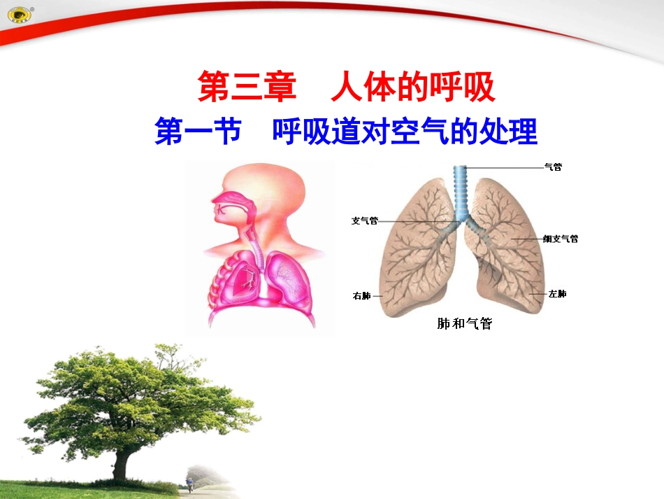 第一节呼吸道对空气的处理_第1页