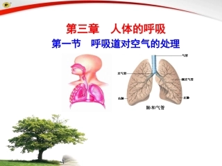 第一节呼吸道对空气的处理