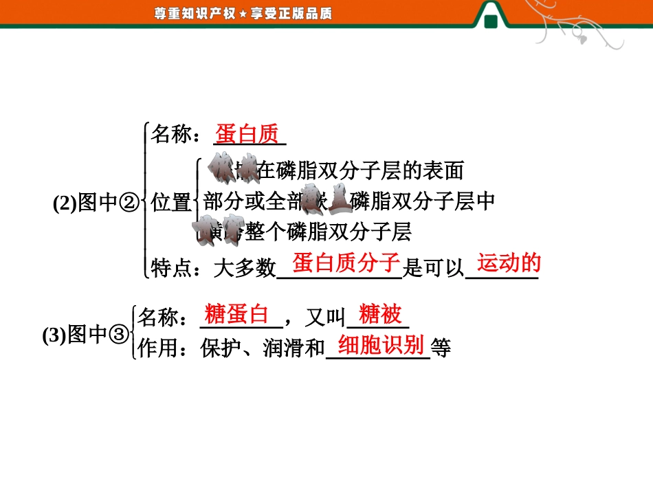 生物膜的流动镶嵌模型　物质跨膜运输的方式_第3页