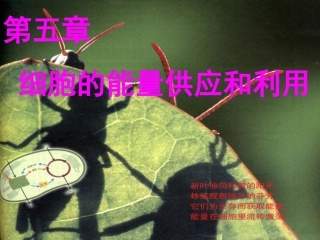 降低化学反应活化能的酶 ()