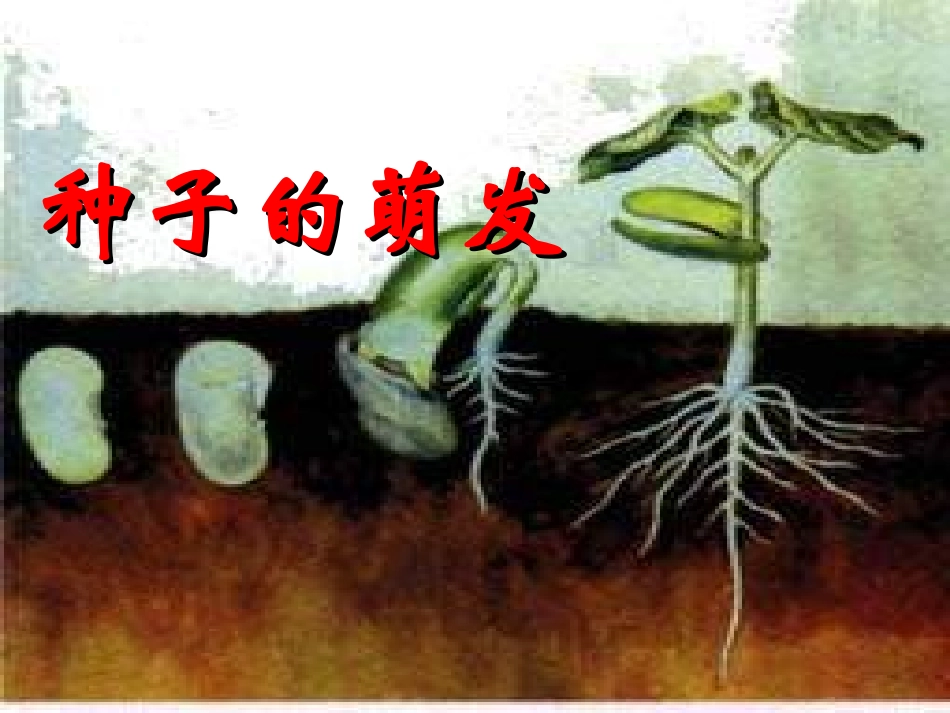 种子萌发课件_第1页
