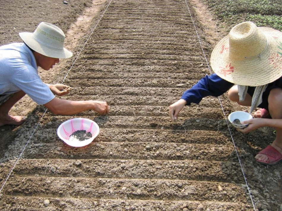 种子萌发课件_第3页