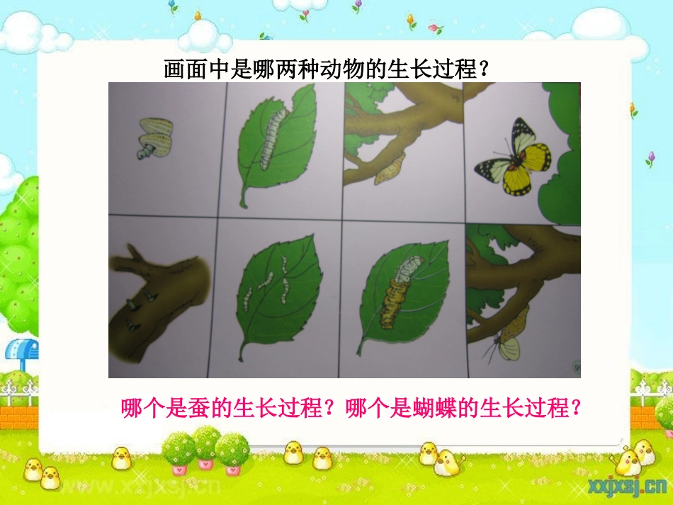怎样长大（蚕，蝴蝶）_第2页