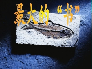 最大的书宋丽丽