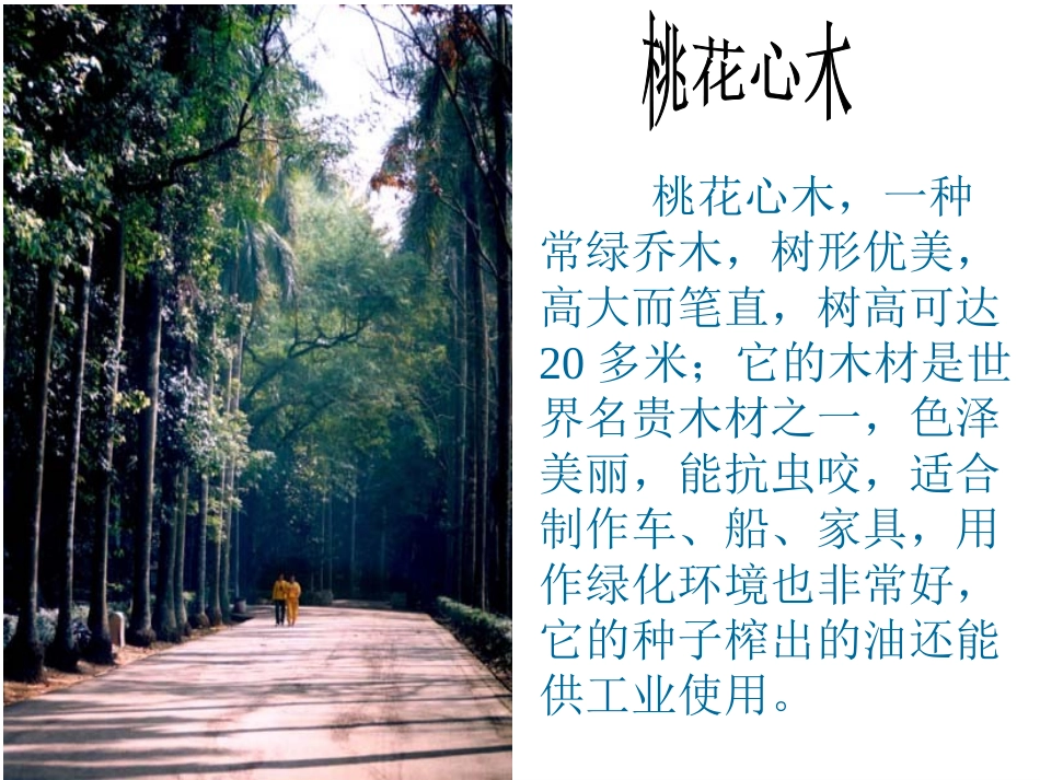 桃花心木教学课件[]_第3页