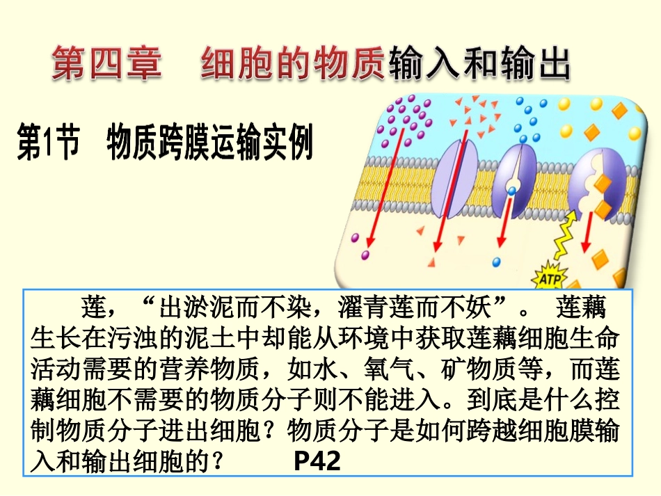 -物质跨膜运输的实例(我上课）_第2页