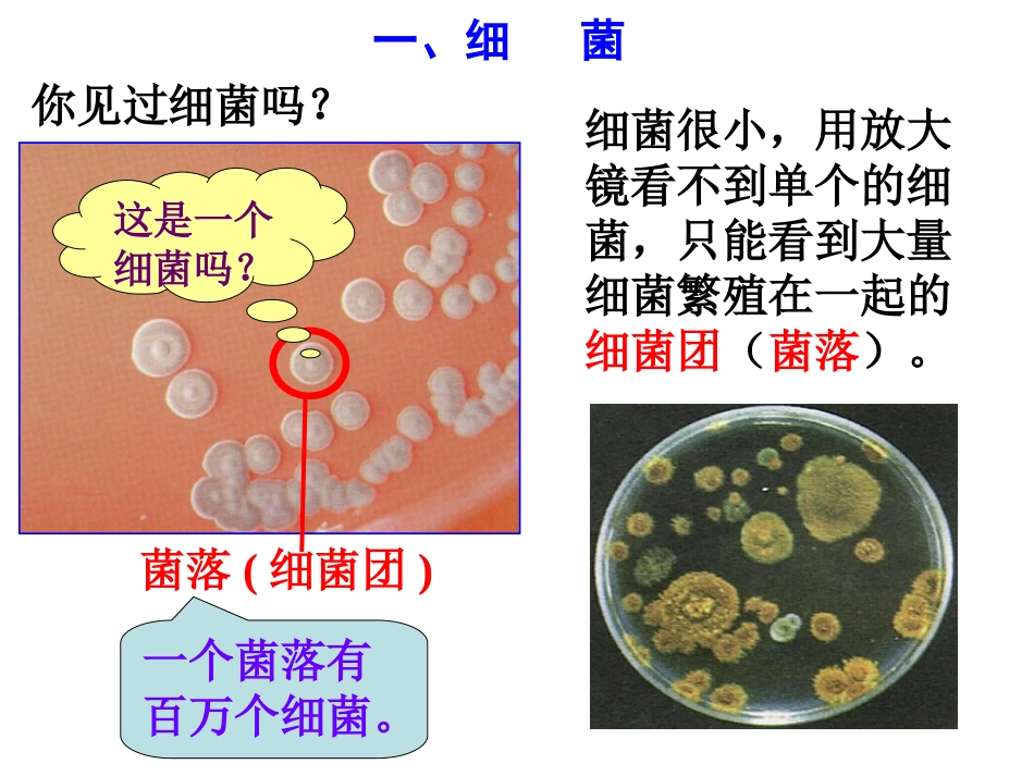 第6节细菌和真菌的繁殖（第一课时）_第3页