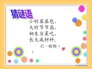 笋芽儿课件 