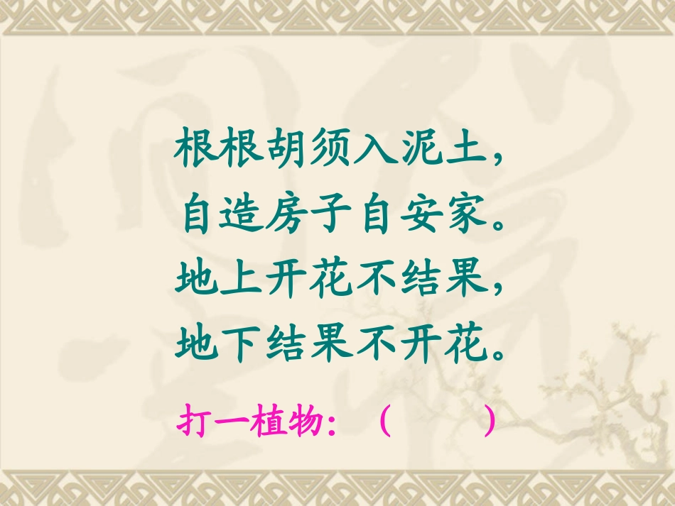 《落花生》课件_第1页