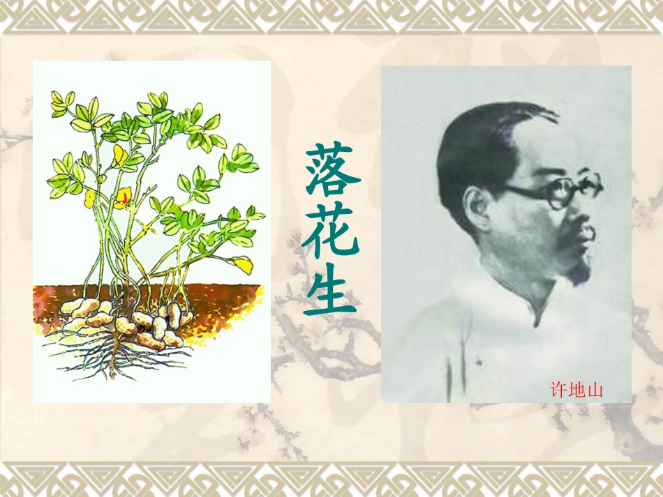 《落花生》课件_第3页