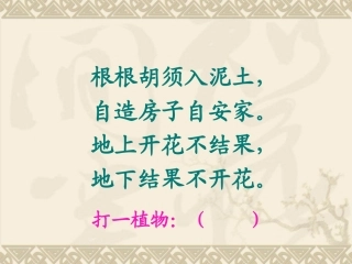 《落花生》课件