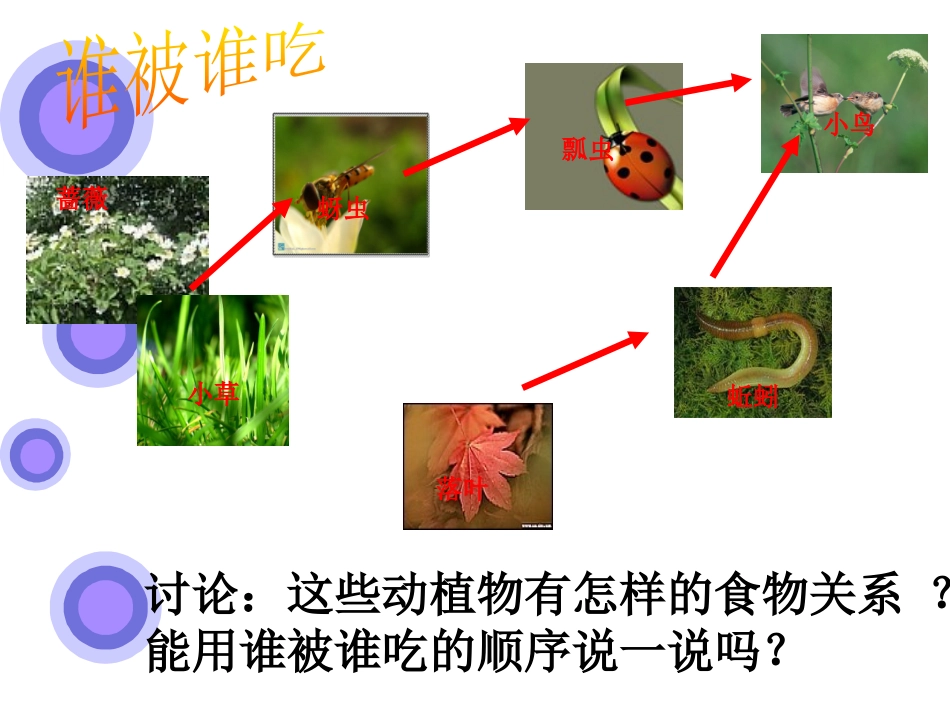 《食物链和食物网》_第2页
