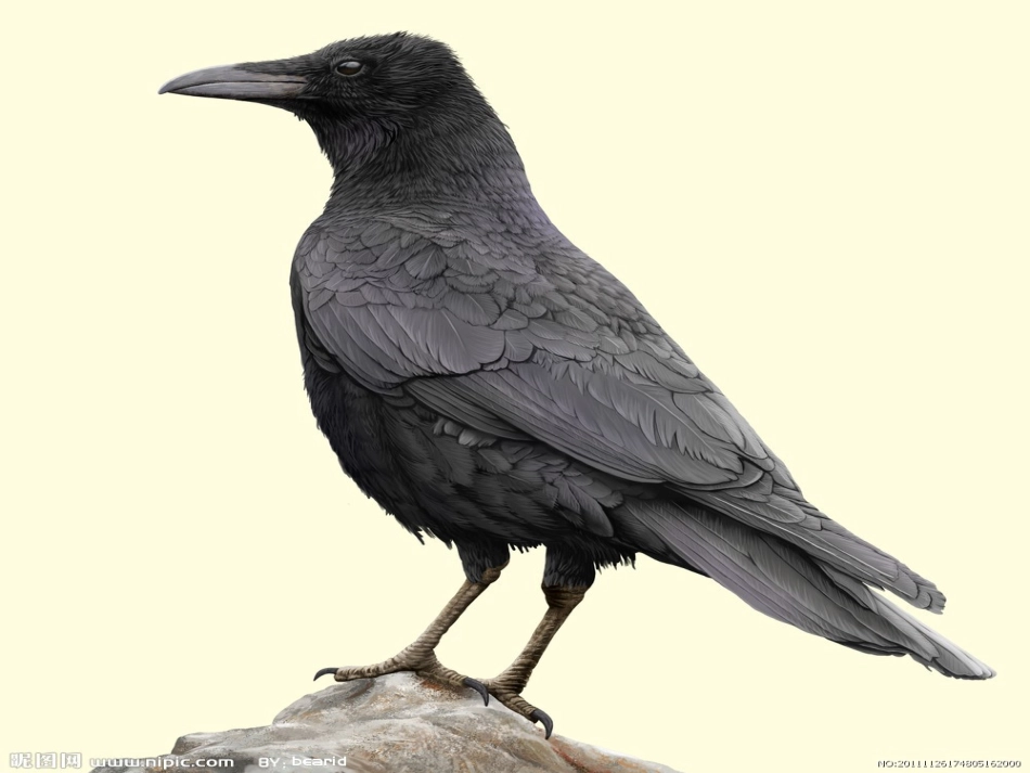 《乌鸦喝水1_第3页