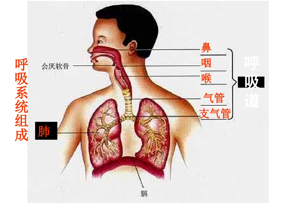 呼吸道对空气的处理_第2页
