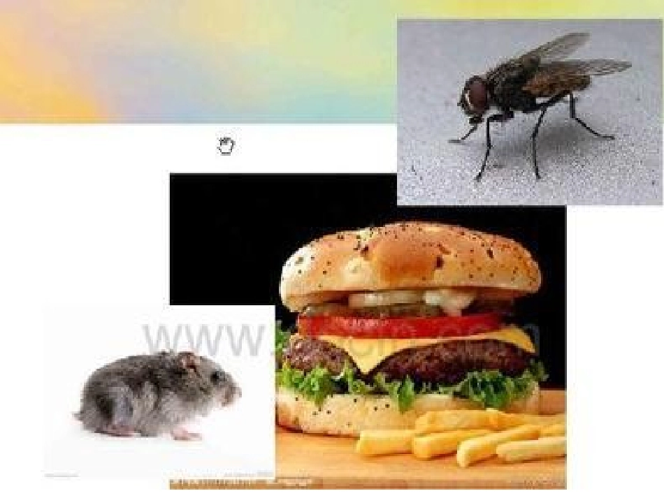 不乱吃东西幻灯片_第3页