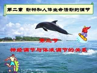 --神经调节与体液调节的关系（共张PPT）