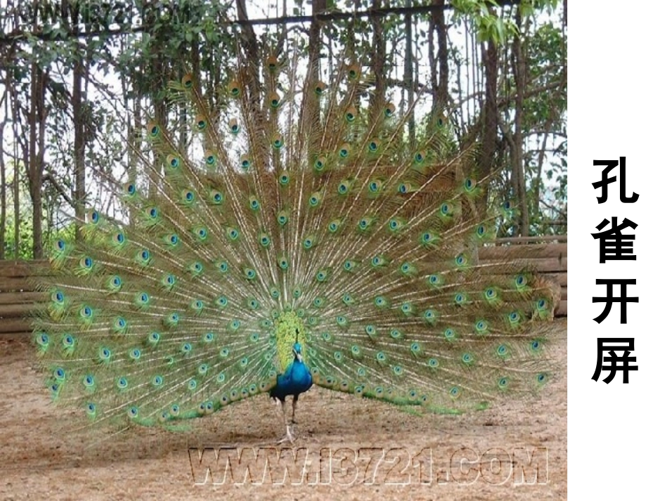 人教版八年级生物上册教学课件《第五单元第二章第一节动物的运动》（共28张）_第3页