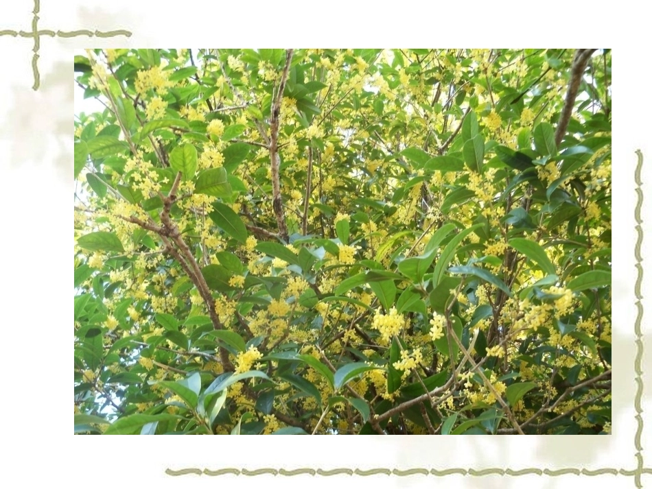 《桂花雨》课件_第2页