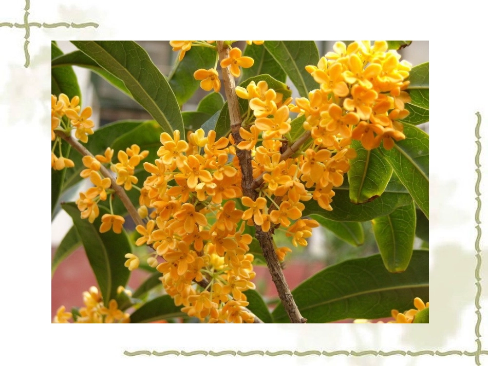 《桂花雨》课件_第3页