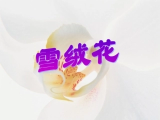 湘教版7年级音乐《雪绒花》