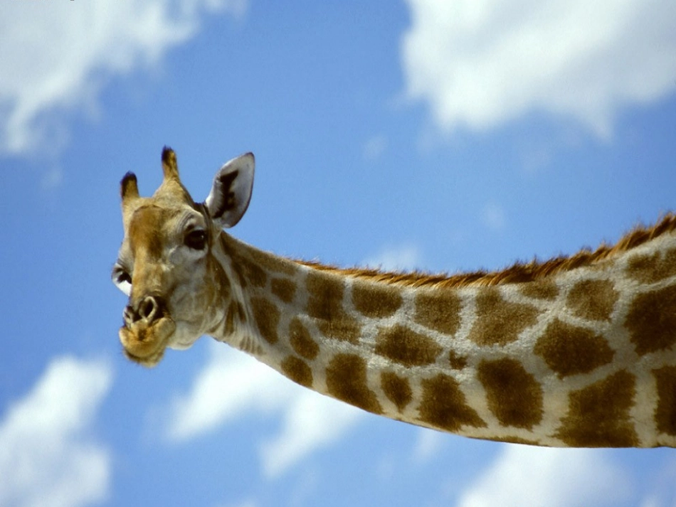 《动物的花衣裳》_第3页