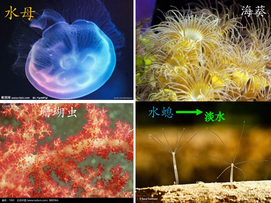 第一节腔肠动物和扁形动物_第3页