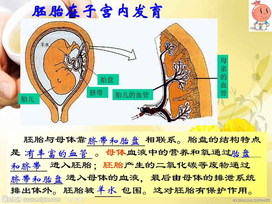 代代相传的生命_复习_第3页