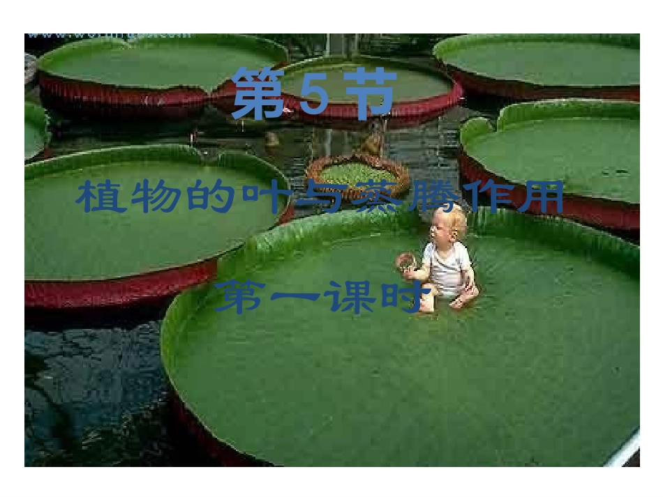 植物的叶和蒸腾作用_第1页