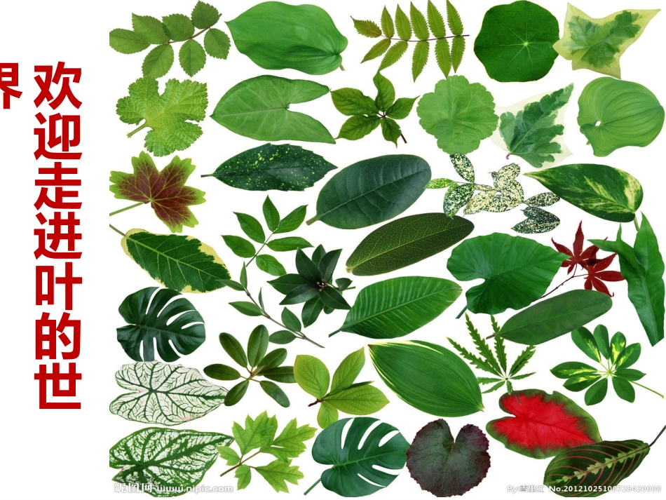 植物的叶和蒸腾作用_第2页