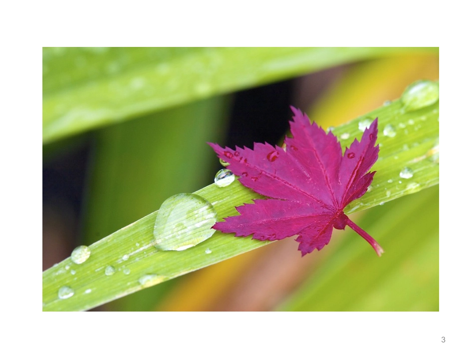 植物的叶和蒸腾作用_第3页