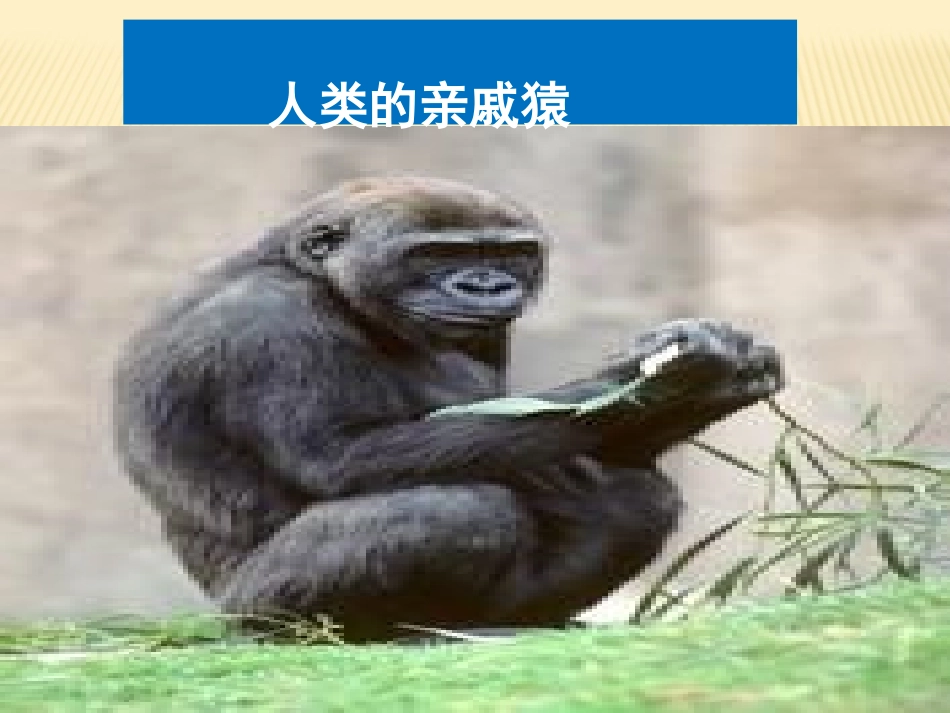 人类的亲戚邓(1)_第2页