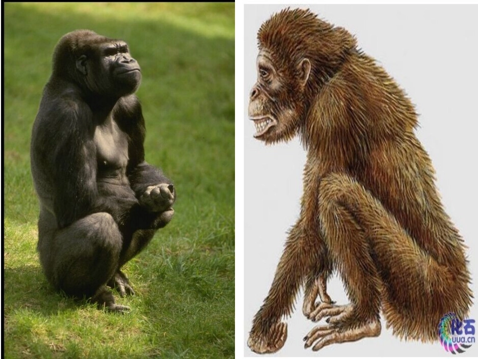 人类的亲戚邓(1)_第3页