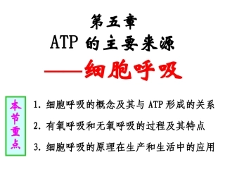 生物：53《ATP的主要来源——细胞呼吸》课件---新人教版必修1)1