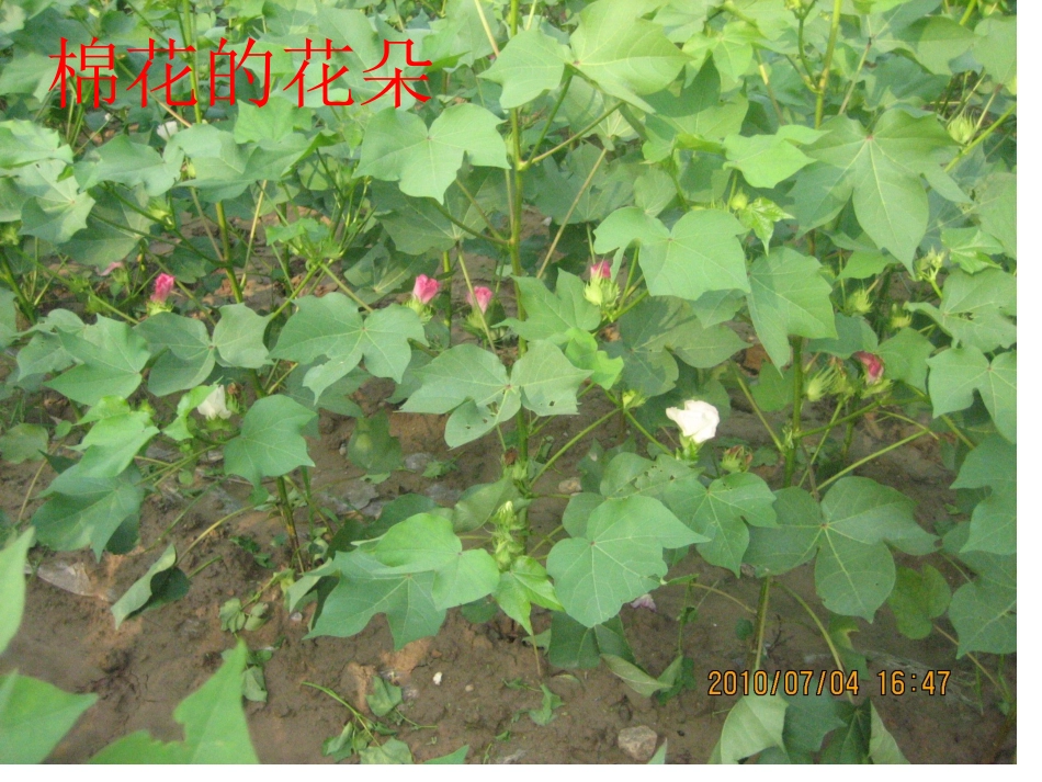 棉花姑娘(第一课时)_第2页