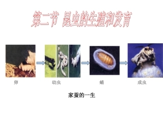 昆虫的生殖和发育