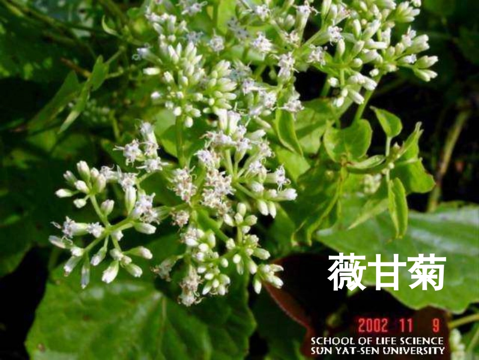 生物入侵者1_第3页