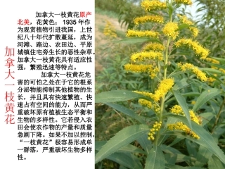 生物入侵者1